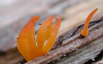 Ein Pilz in totem Holz